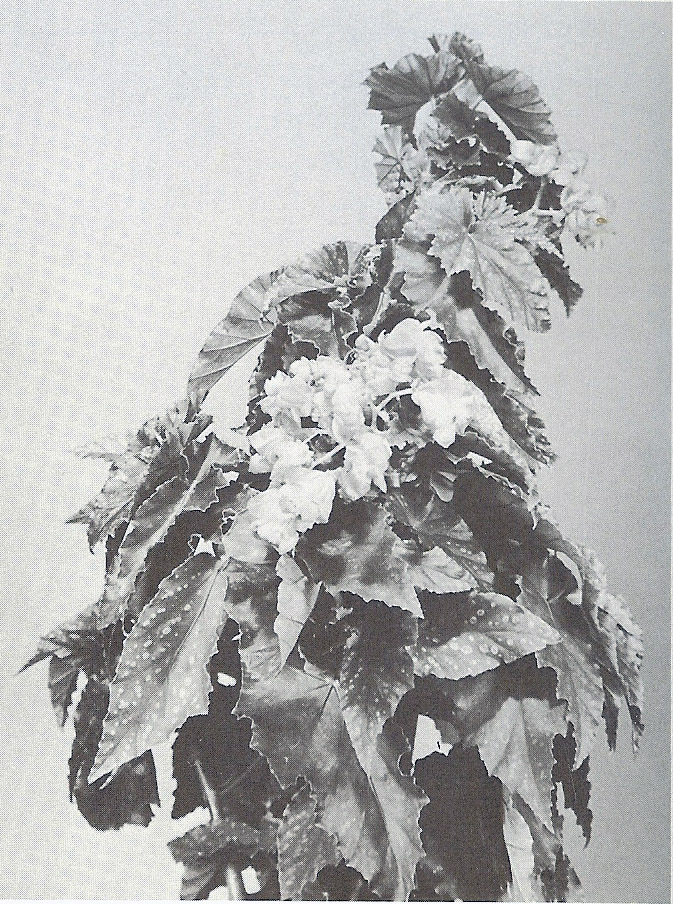 B. ‘Pickobeth’